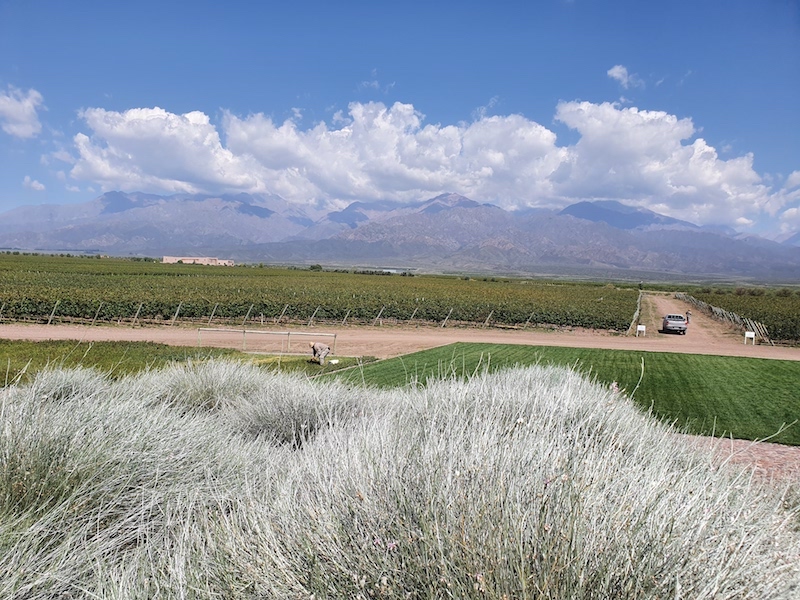 The Best South American Wines