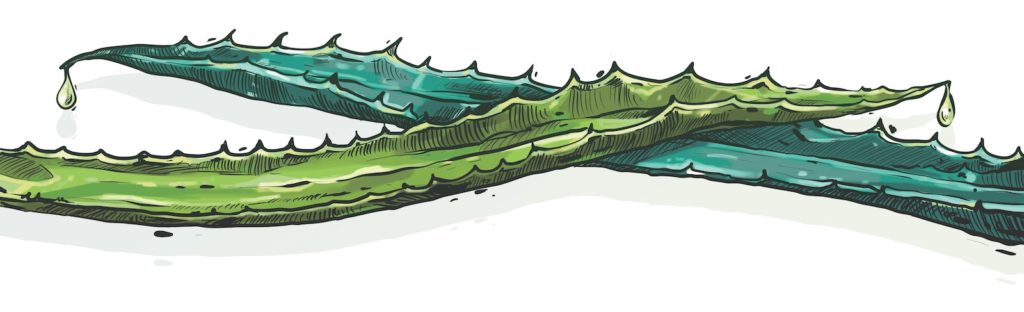 The Versatile Agave Plant